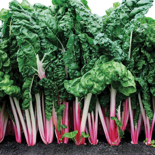Pink Swiss Chard from MIgardener, fresh leafy vegetable with vibrant pink stems and dark green leaves, ready for harvest.
