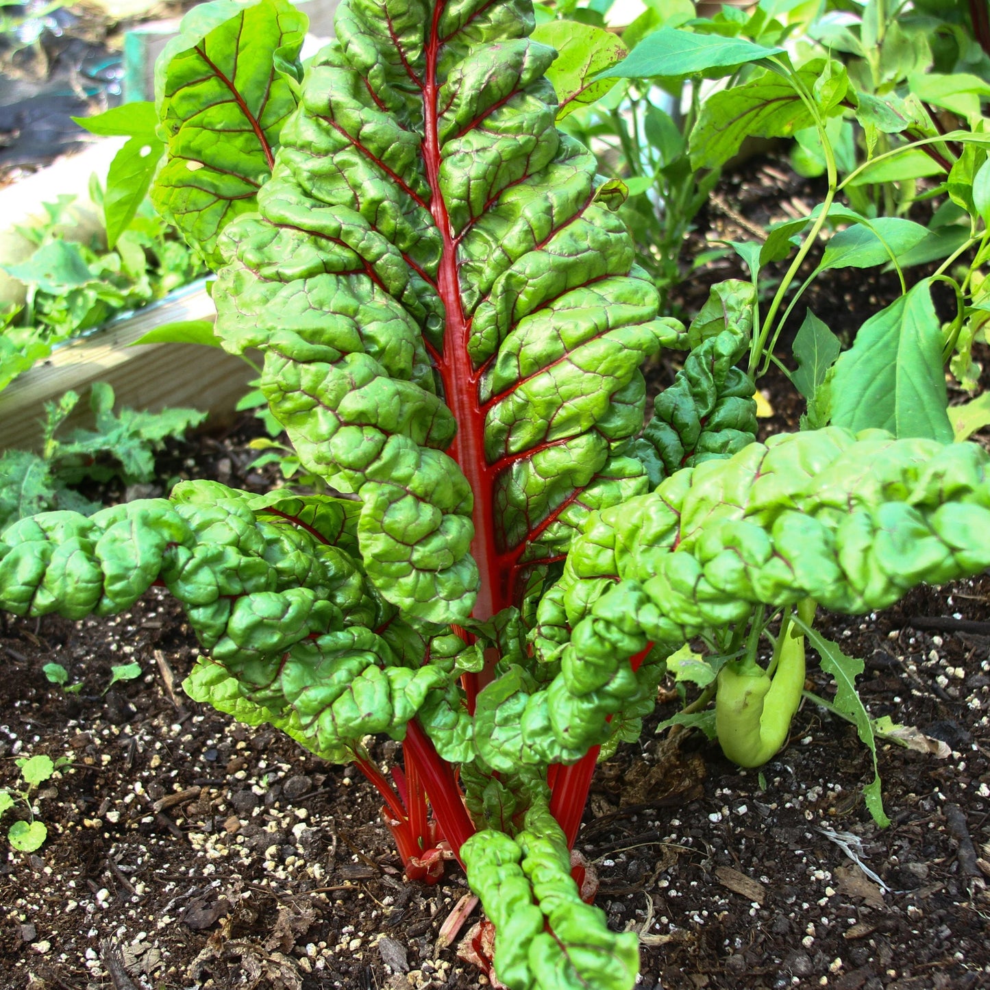 Fresh Rhubarb Swiss Chard plant from MIgardener, featuring vibrant green leaves and colorful stems in a garden setting.