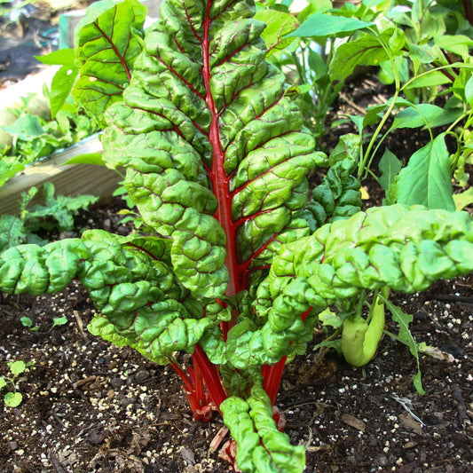 Fresh Rhubarb Swiss Chard plant from MIgardener, featuring vibrant green leaves and colorful stems in a garden setting.