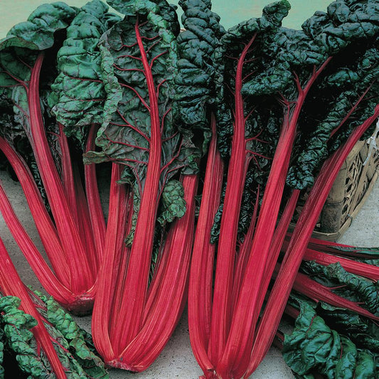 Fresh Ruby Red Swiss Chard from MIgardener with vibrant red stems and dark green leaves, healthy and ready to harvest.