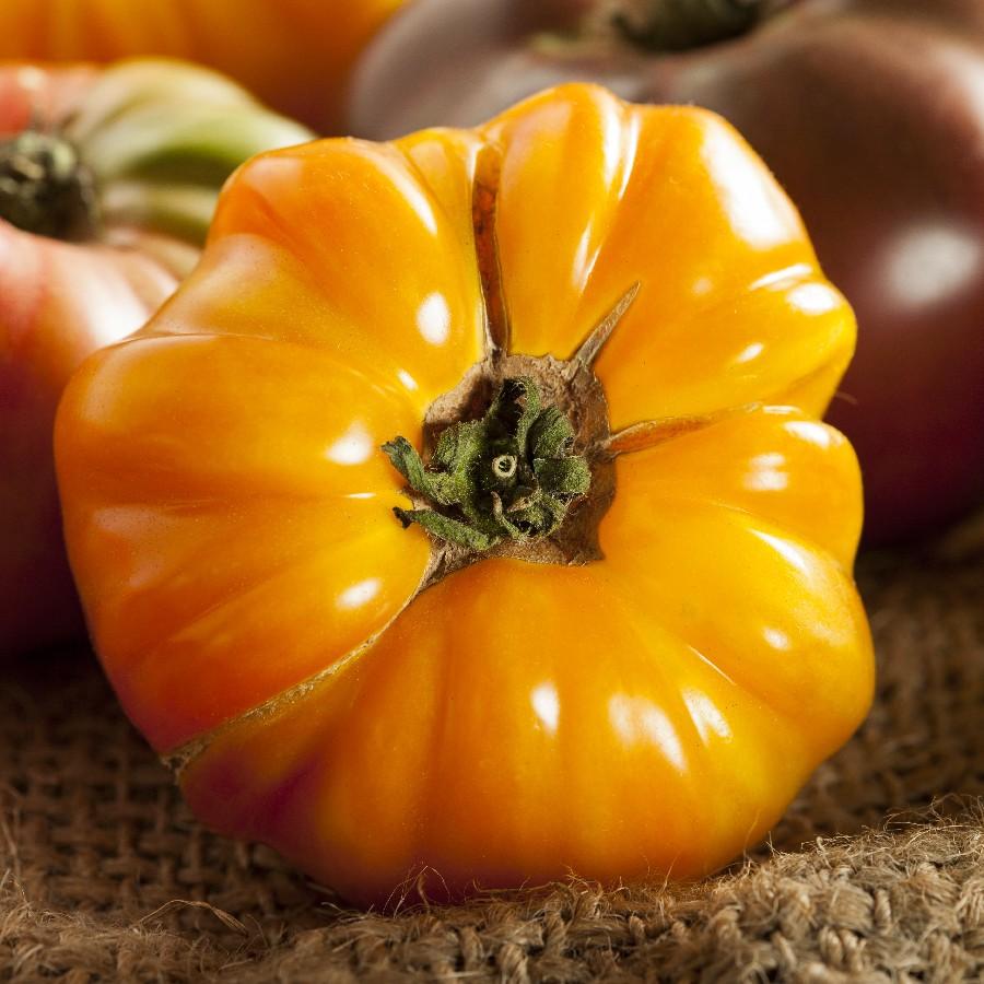 Orange Amana Tomato from MIgardener, ripe and vibrant with glossy skin, displayed on a plant ready for harvest.