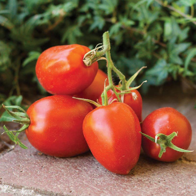 Amish Paste Tomato - Blessings Grow Meadows