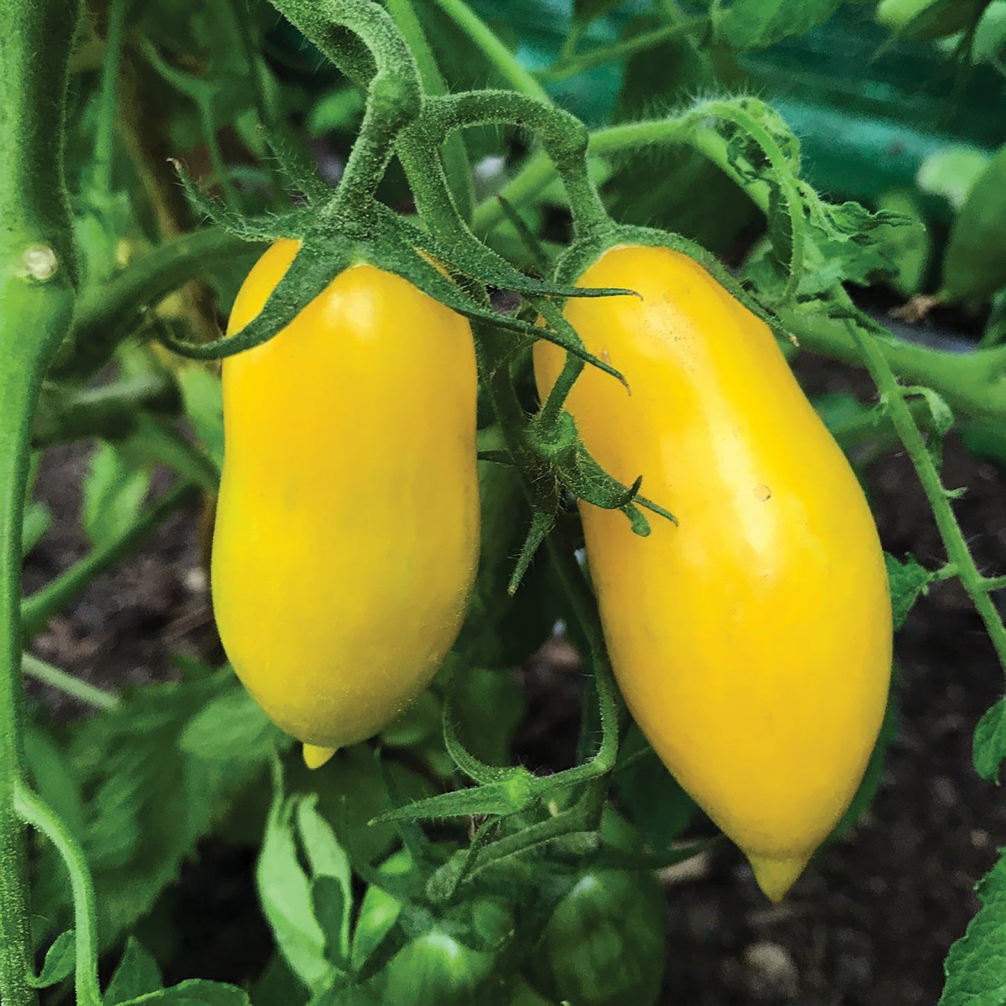Fresh Banana Legs Tomato from MIgardener with vibrant green stems and ripe red fruits on a plant.