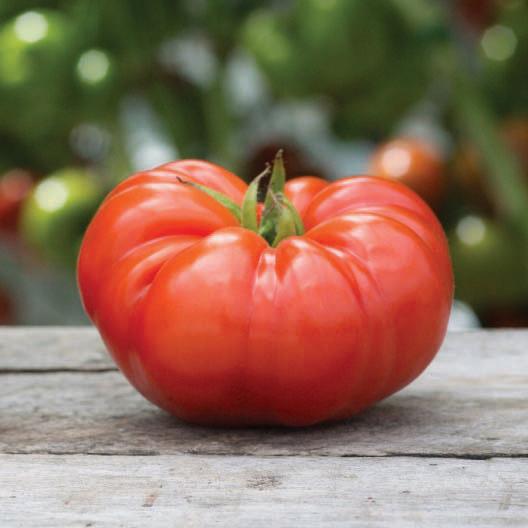 Beefsteak Tomato - Blessings Grow Meadows
