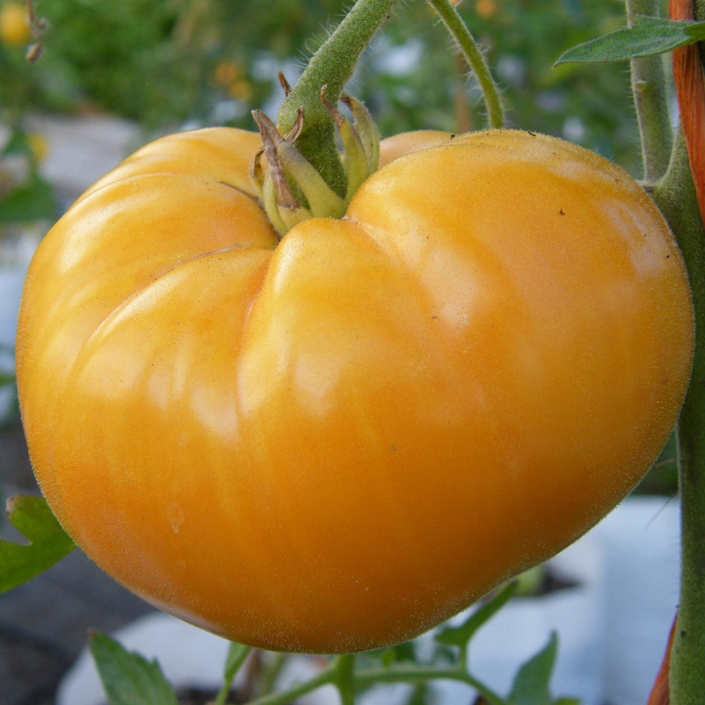 Yellow Beefsteak Tomato from MIgardener, displaying large, ripe, yellow tomatoes with smooth skin and vibrant color.