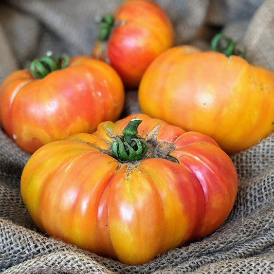 Big Rainbow Tomato - Blessings Grow Meadows