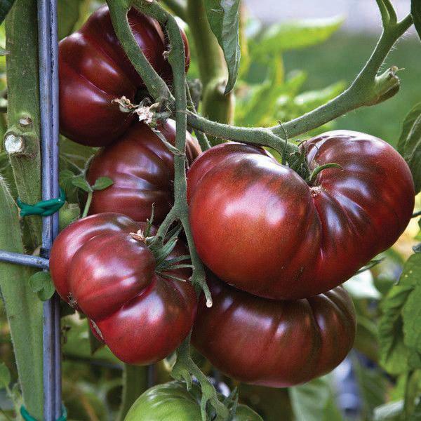 Black From Tula tomato by MIgardener, displaying ripe black heirloom tomato with dark purple to black skin and vibrant interior.