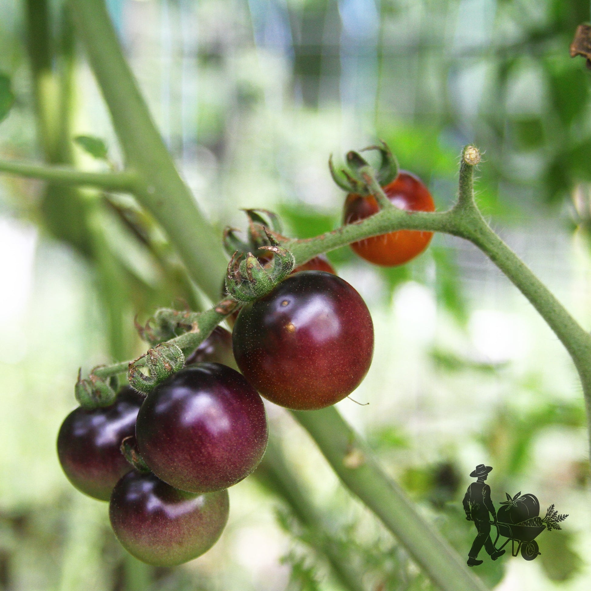 Blueberry tomato from MIgardener, ripe and vibrant, showcasing its small, round, blue-hued fruit on the vine.