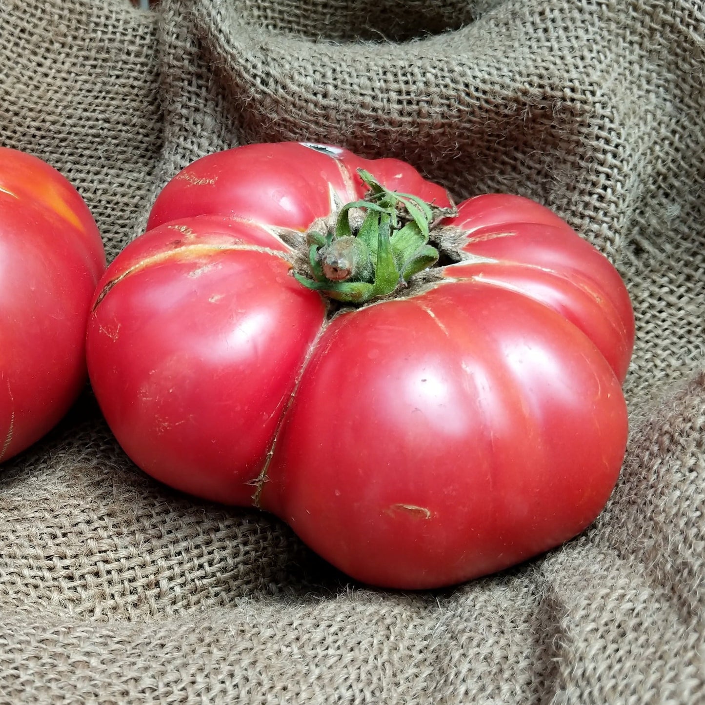 Pink Brandywine tomato from MIgardener, showing large, ripe pink heirloom tomato on the vine with green leaves.