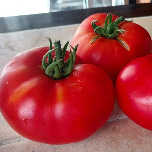Bright red Brandywine tomato from MIgardener with green stems and leaves, showcasing its large, ripe, and juicy appearance.