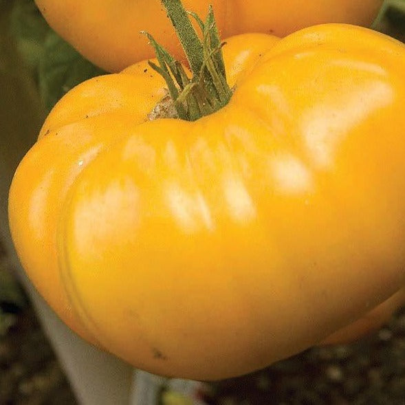Yellow Brandywine tomato from MIgardener, large ripe heirloom tomato with yellow skin and luscious interior, ready for harvest.