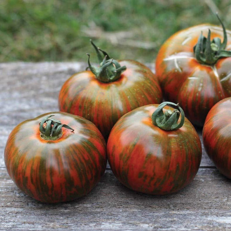 Chocolate Stripes Tomato from MIgardener, featuring ripe red and dark chocolate-colored striped tomato on the vine.
