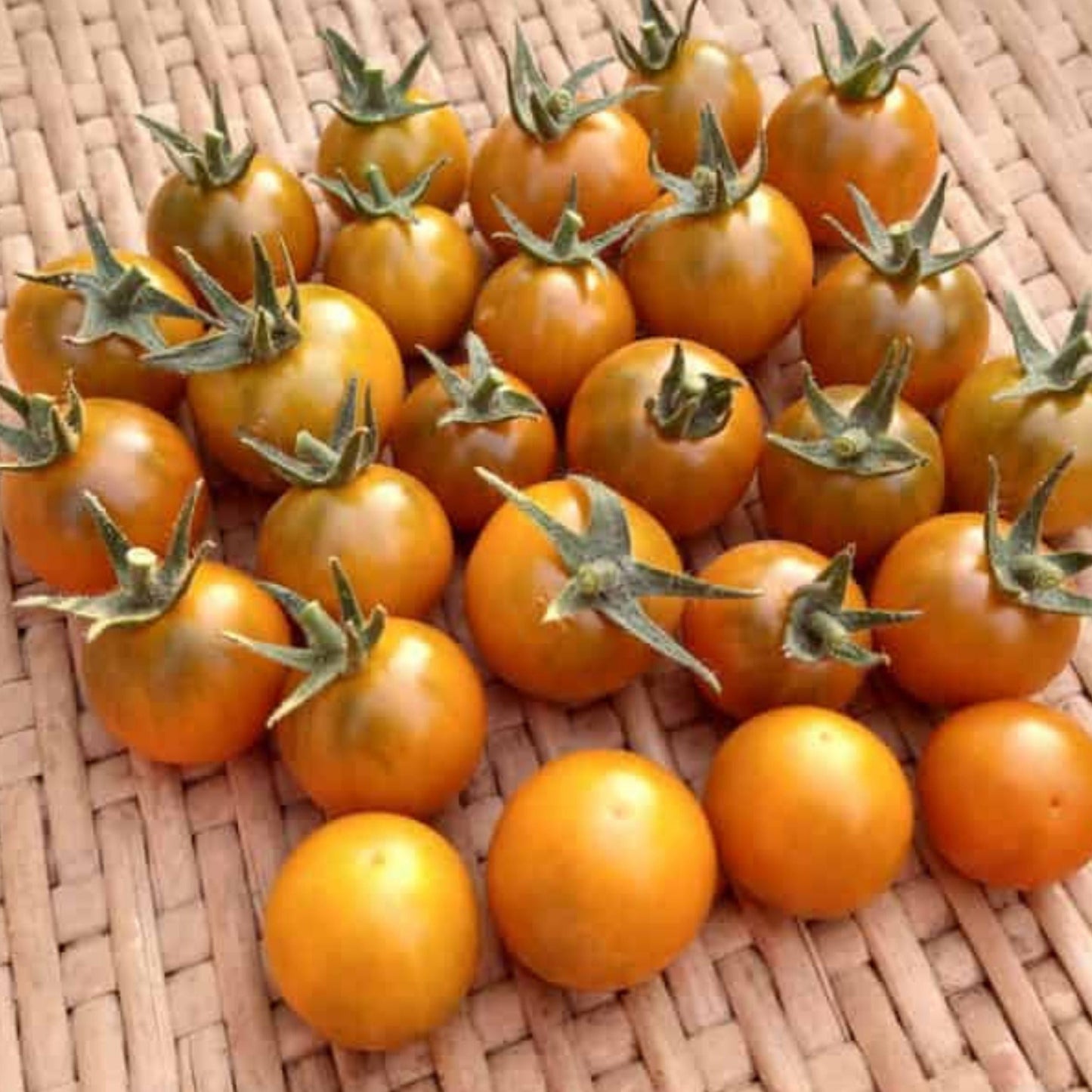 Dark orange Muscat tomato from MIgardener, showing ripe, round tomato with smooth skin and vibrant orange color.