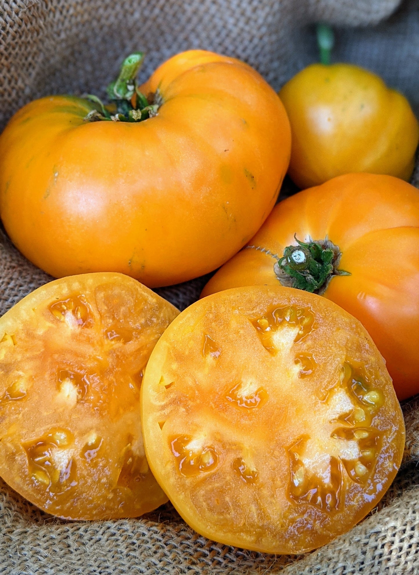 Yellow Beefsteak Tomato from MIgardener, large ripe tomato with yellow skin and beefsteak shape, fresh and vibrant.