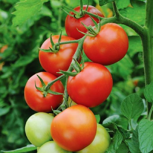 Early Cascade Tomato by MIgardener, ripe red tomato with lush green leaves, ready for harvest.
