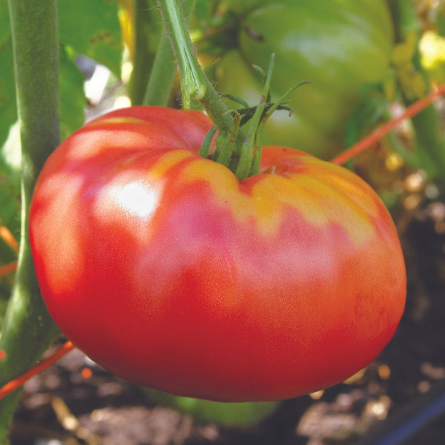 German Pink Tomato from MIgardener, showcasing ripe pink heirloom tomato with vibrant color and smooth skin.