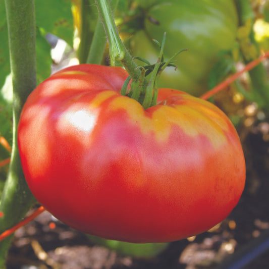German Pink Tomato from MIgardener, showcasing ripe pink heirloom tomato with vibrant color and smooth skin.