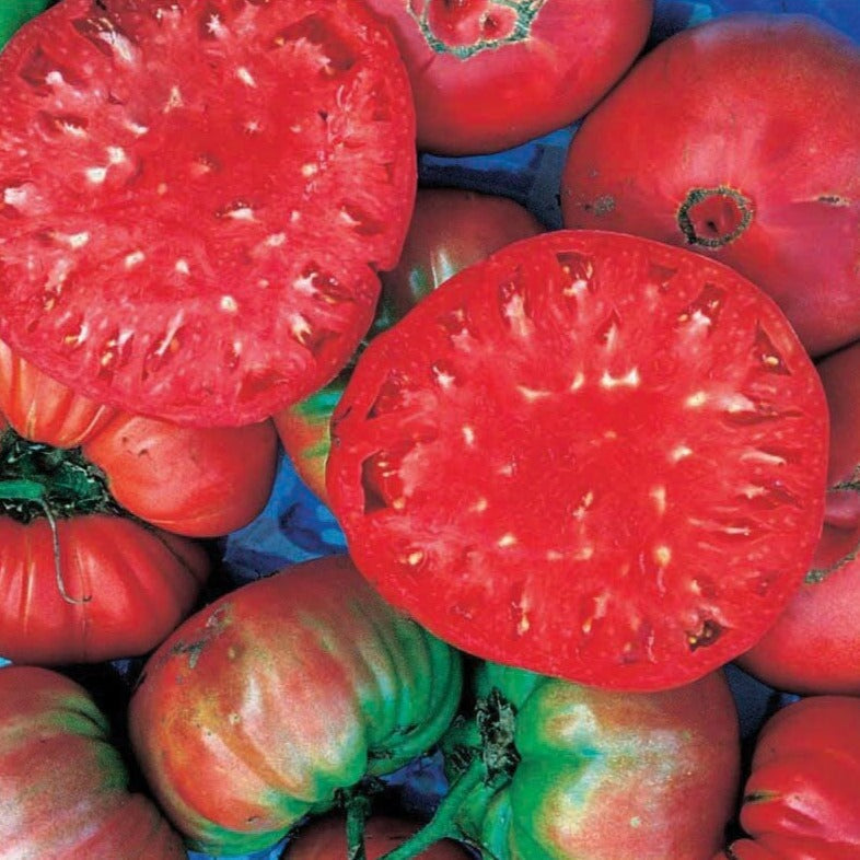 Large, ripe Giant Belgium Tomato from MIgardener displayed on the vine with vibrant red color and lush green leaves.