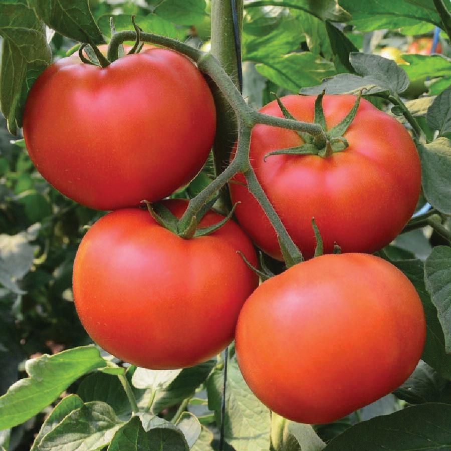 Homestead Tomato from MIgardener, vibrant ripe tomato with lush green leaves on a plant.