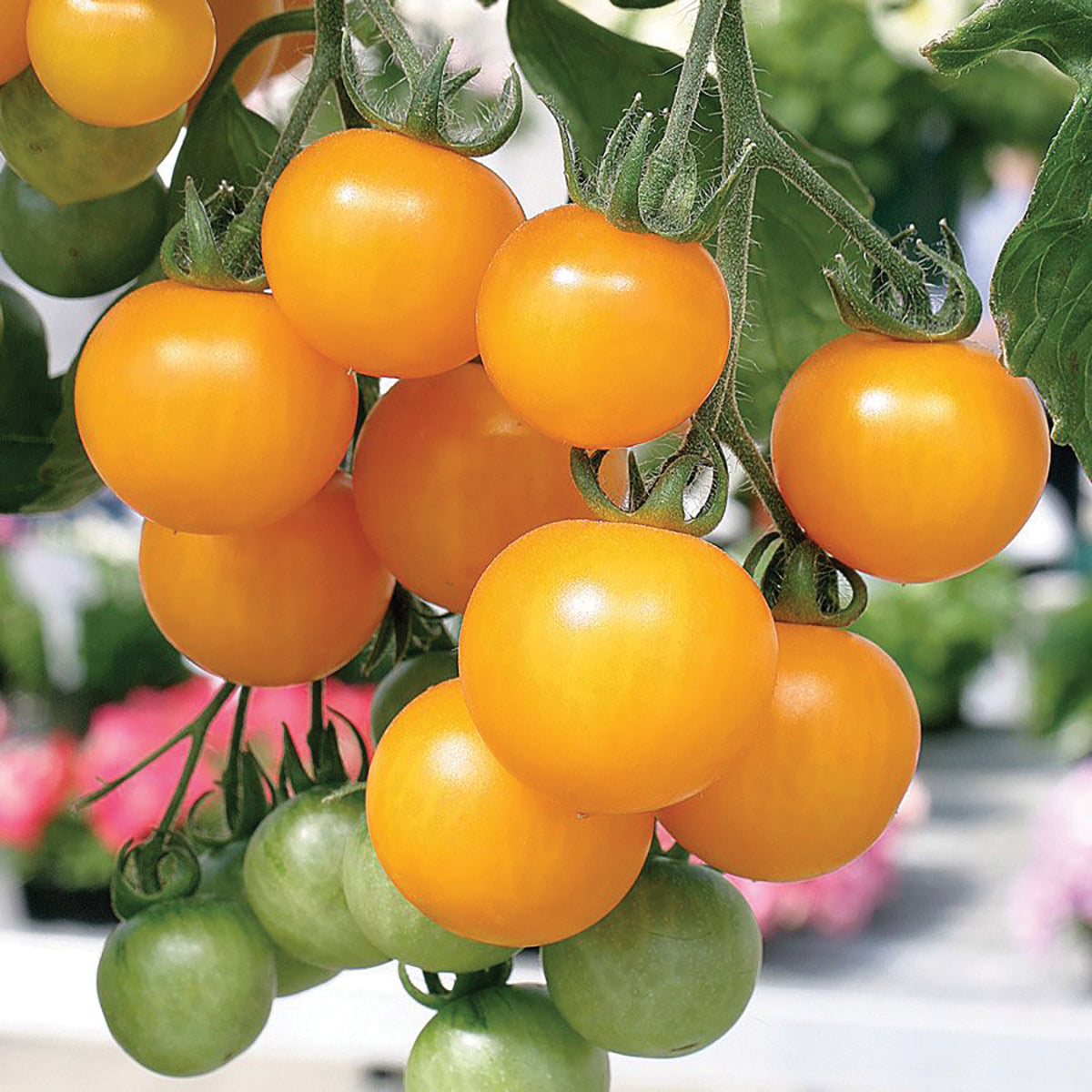 Inglehart Tomato from MIgardener showing ripe red tomatoes on the vine with lush green leaves.