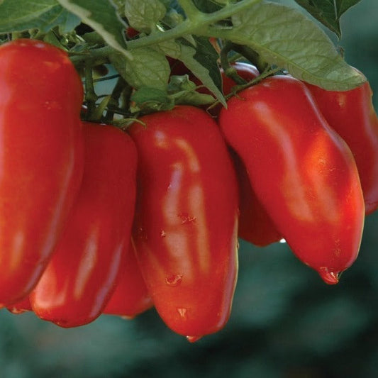 Jersey Devil Tomato - Blessings Grow Meadows