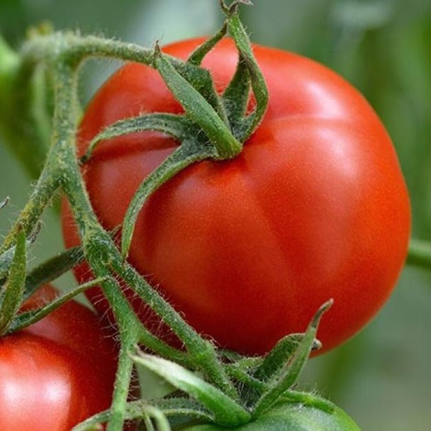 Ripening Manitoba tomato from MIgardener, showcasing its vibrant red color and round shape on the vine.