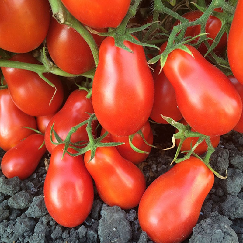 Red Martino's Roma tomato from MIgardener with smooth skin and a plump, oval shape on a white background.