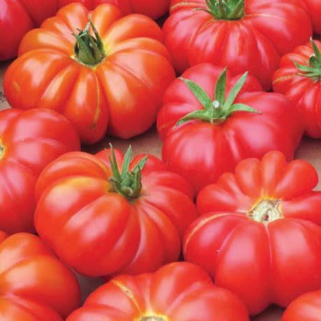 Healthy Mortgage Lifter Tomato from MIgardener, showcasing ripe, large, red heirloom tomato with lush green leaves.