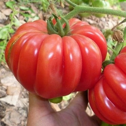 Red Mushroom Basket Tomato from MIgardener, showcasing a ripe, round tomato with vibrant red color and smooth skin.
