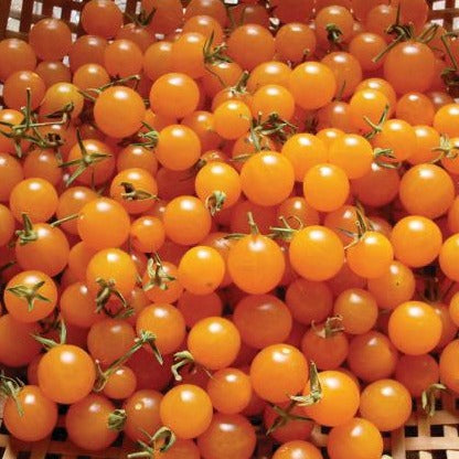 Orange Currant Tomato - Blessings Grow Meadows