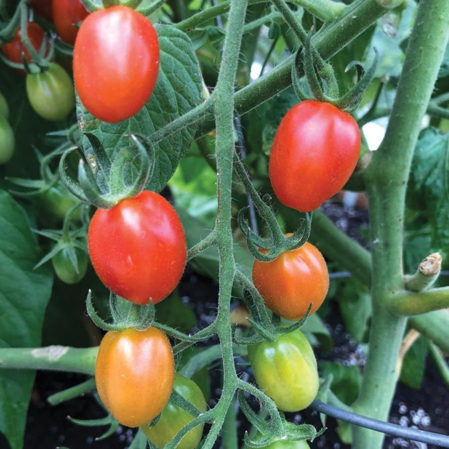 Orange Roussollini tomato from MIgardener, ripe and vibrant, showcasing its bright orange color and round shape in a garden setting.