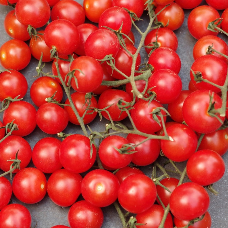 Red Centiflor tomato from MIgardener, showing vibrant, ripe tomatoes on the vine with green leaves and stems.