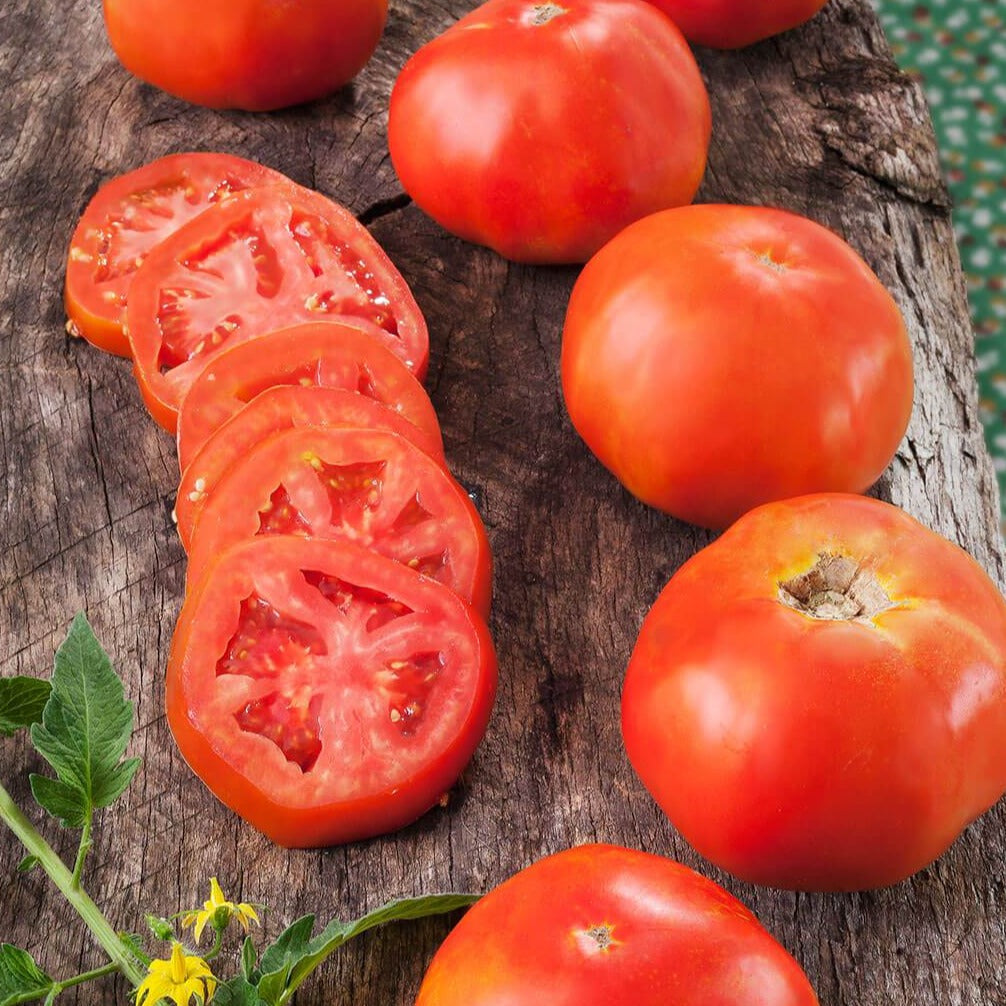 Red Rutgers Tomato from MIgardener, fresh and ripe, with green stems and vibrant color on a garden plant.