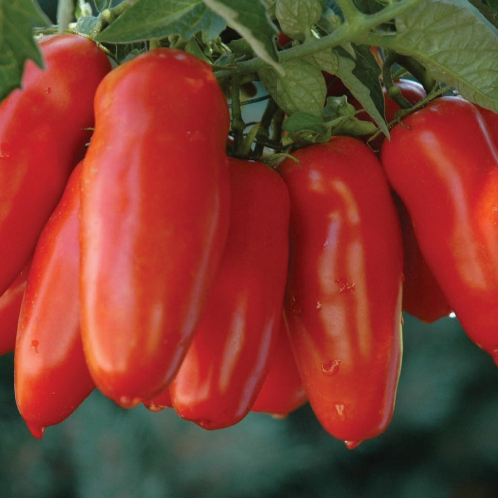 Ripe San Marzano tomato from MIgardener displays vibrant red color and elongated shape on the vine.