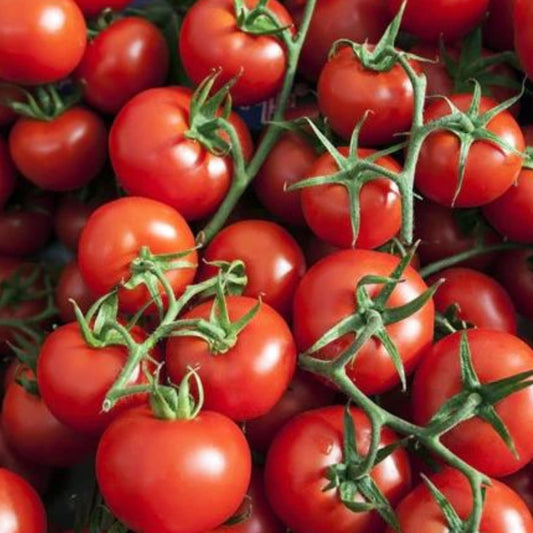 Small red cherry tomato from MIgardener, ripe and vibrant on the vine, showcasing its glossy skin and round shape.