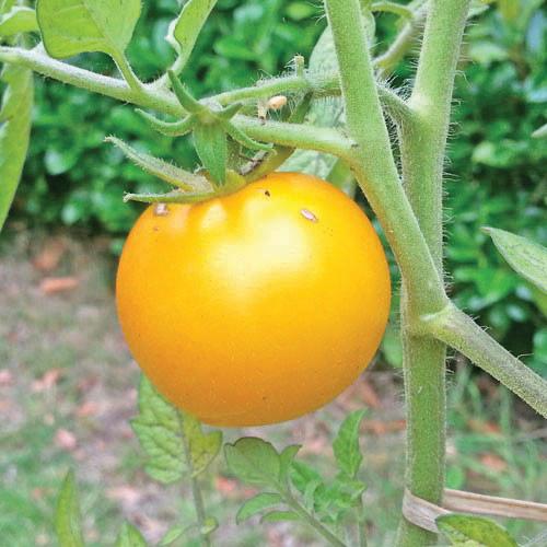 Sunray Tomato by MIgardener showing ripe red tomato with green stem and leaves on a plant.