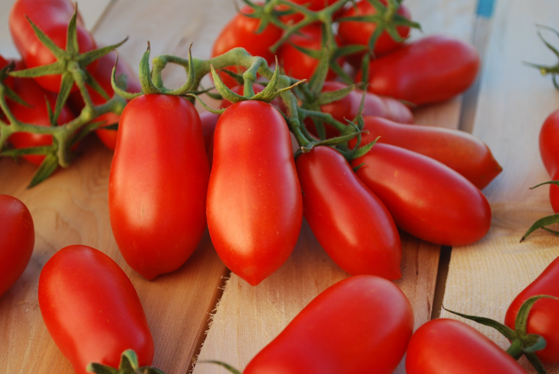 Ten Fingers of Naples tomato from MIgardener, showing vibrant, ripe heirloom tomatoes with distinctive elongated fingers on the vine.