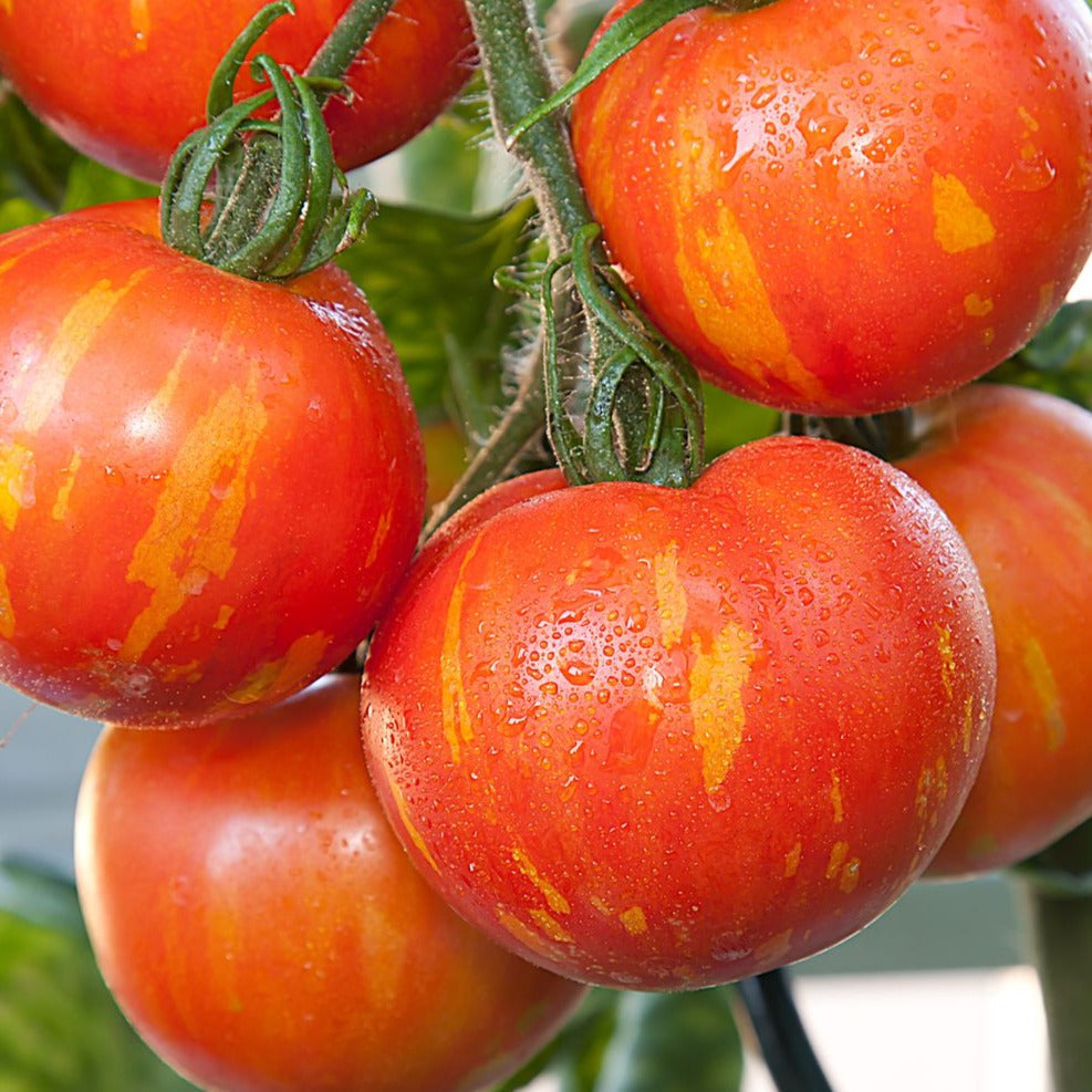 Fresh Tigerella tomato from MIgardener, showing vibrant red and green striped skin, ripe and ready for harvest.
