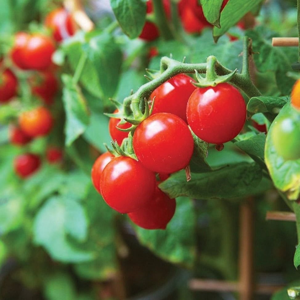 Tiny Tim Tomato by MIgardener, small ripe red tomato with smooth skin, shown on the vine in a garden setting.