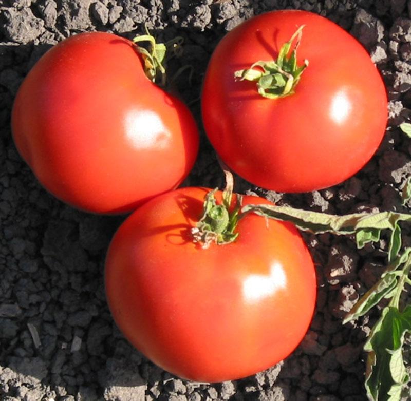 Healthy MIgardener Trip-L-Crop tomato plant with ripe red tomatoes hanging from lush green stems.