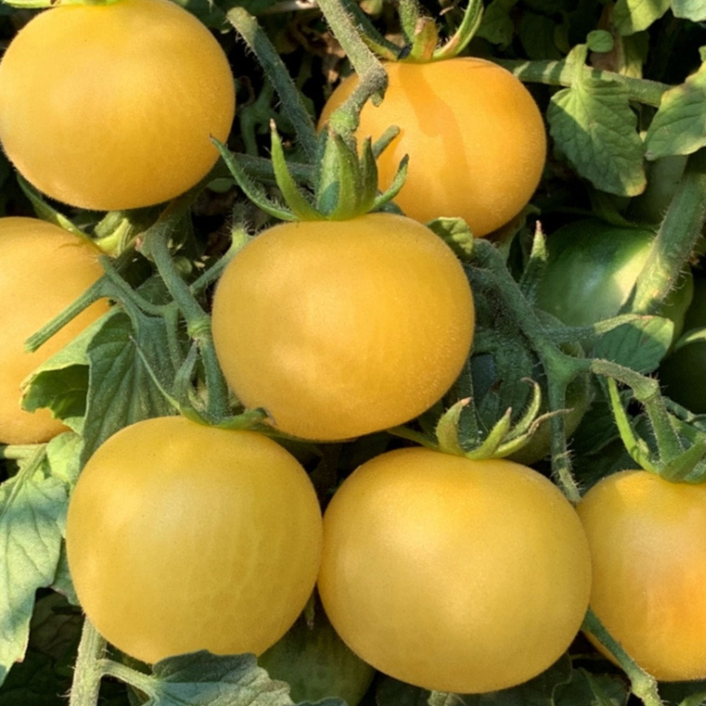 Wapsipinicon Peach Tomato from MIgardener showing ripe, peach-colored heirloom tomato on the vine with green foliage.