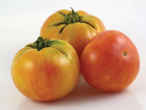 Dwarf Bush Wherokowhai Tomato plant by MIgardener with ripe red tomatoes growing on bushy foliage.