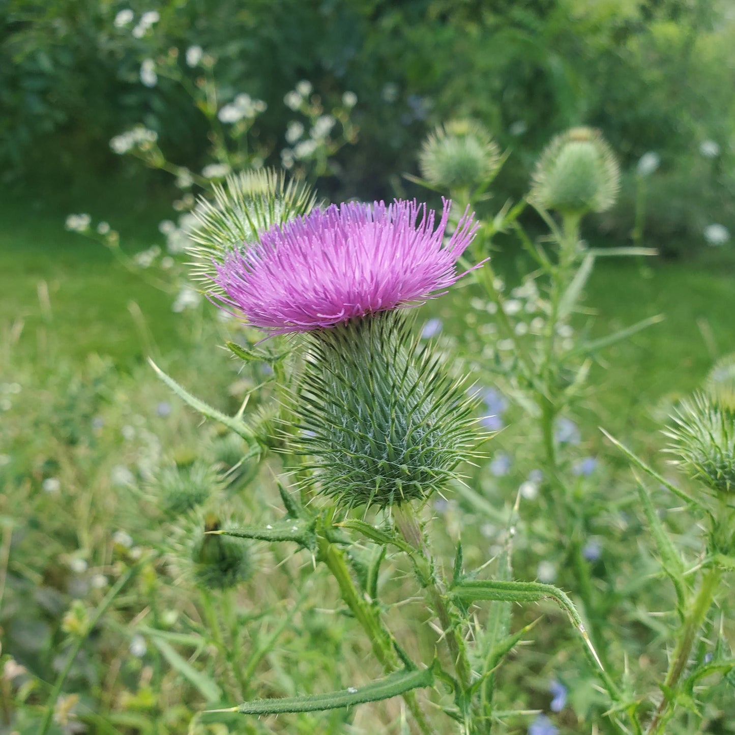 Milk Thistle - Blessings Grow Meadows