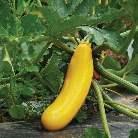 Golden Zucchini - Blessings Grow Meadows