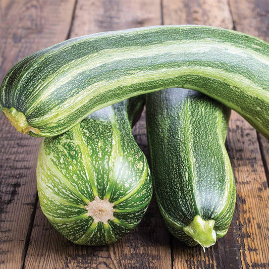 Italian Striped Zucchini - Blessings Grow Meadows
