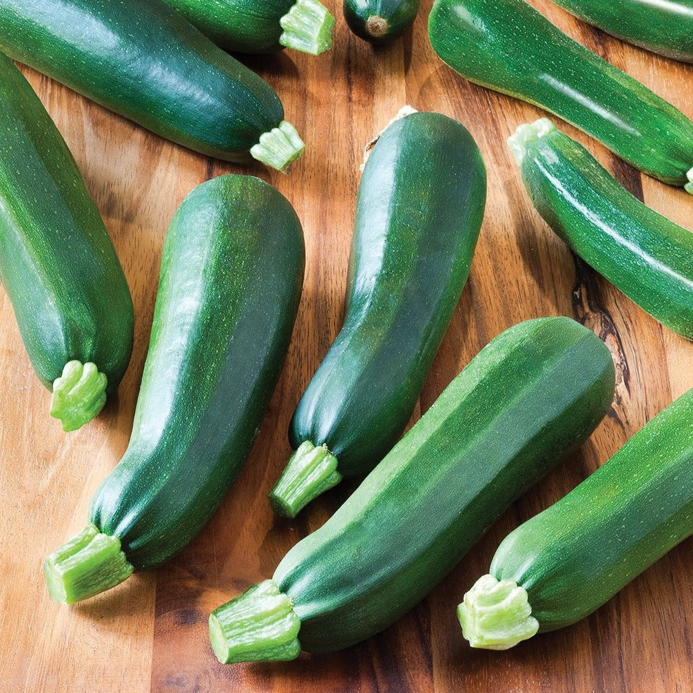 Zucchini Black Beauty - Blessings Grow Meadows