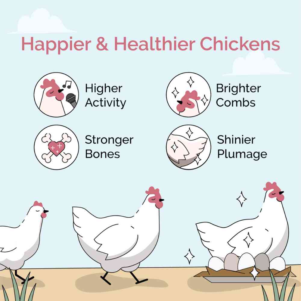 Organic Mile Four chicken feed mash in 2 lbs, ideal starter feed for healthy organic poultry nutrition.