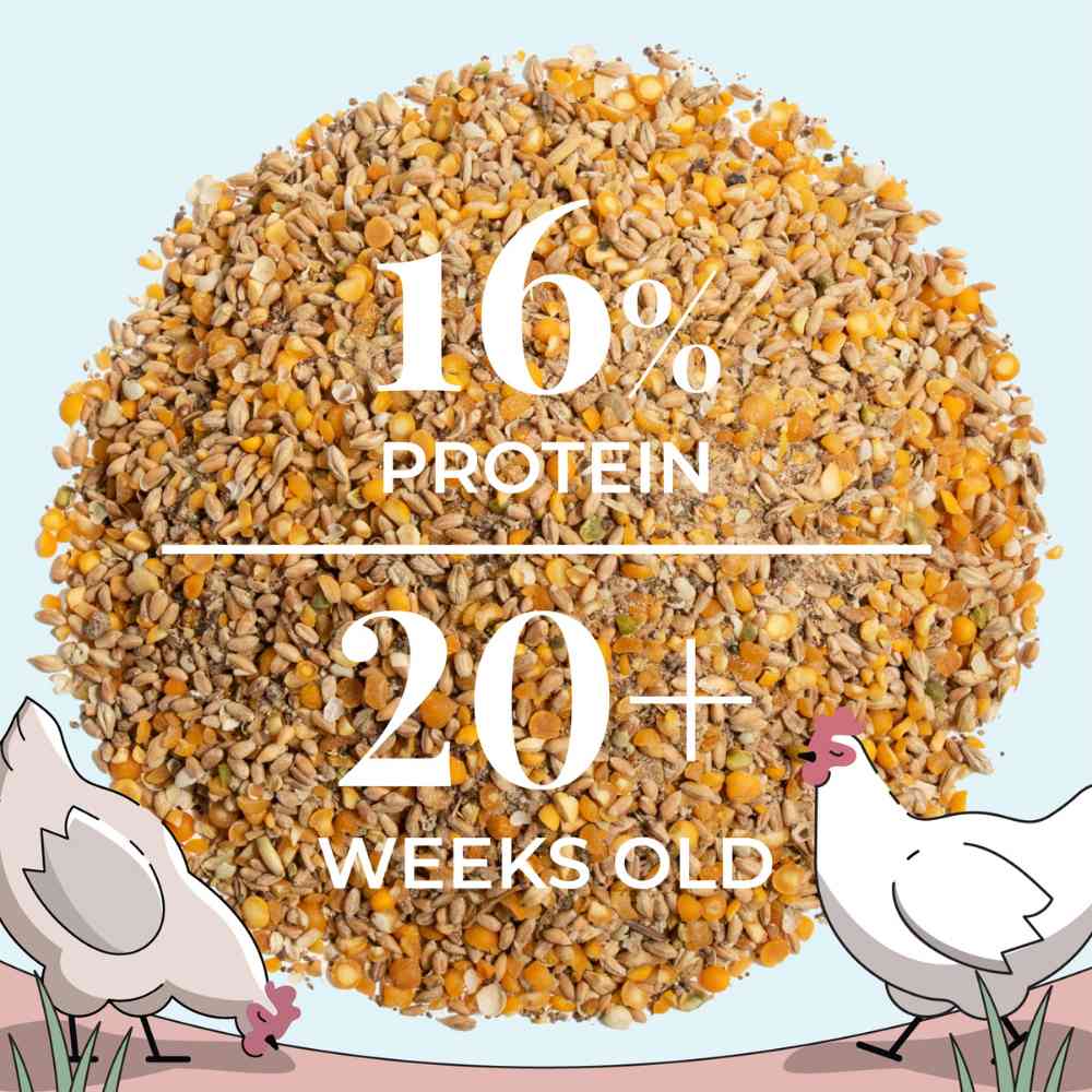 Organic Layer Chicken Feed pellets by Mile Four, 2 lbs bag, designed for healthy laying hens.