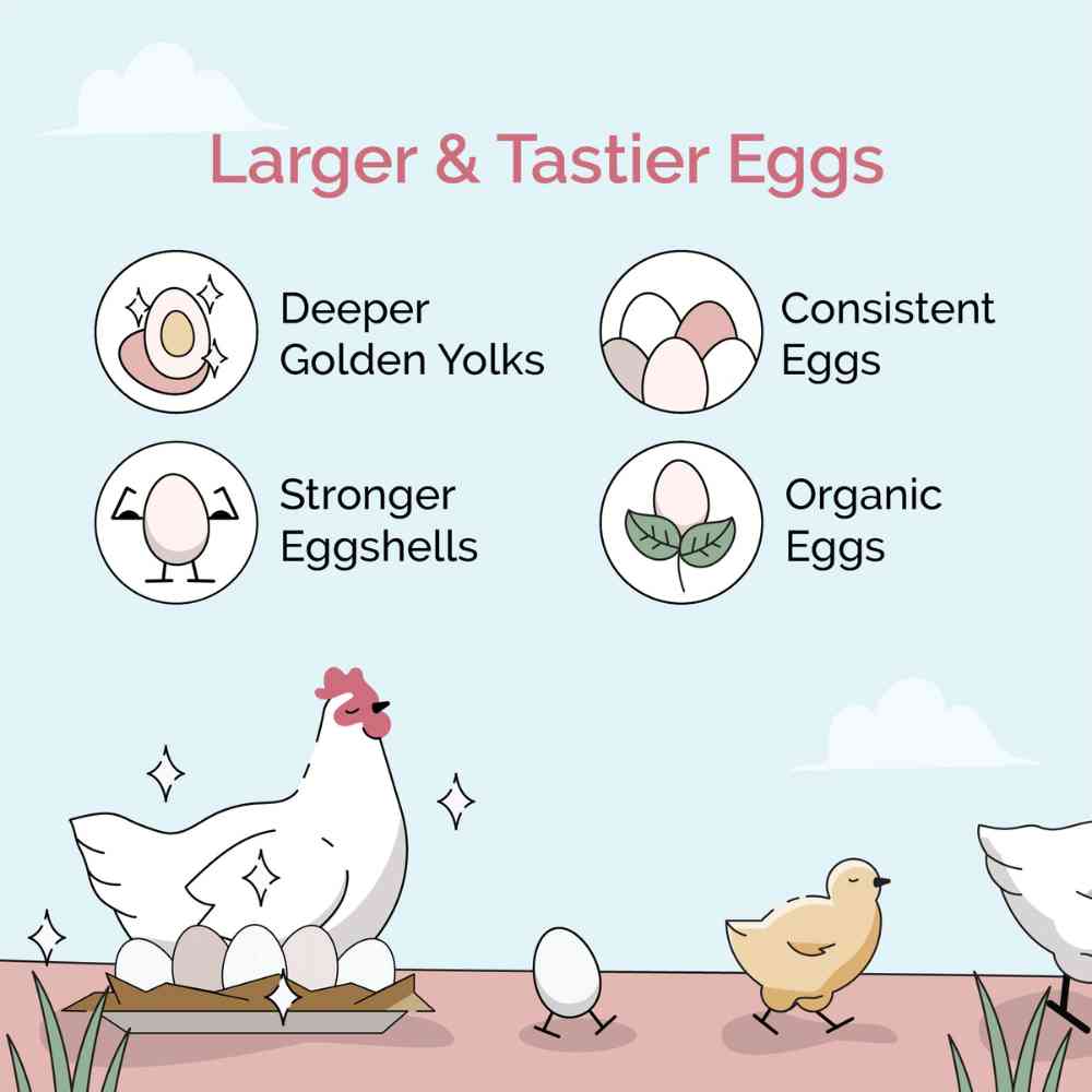 Organic chicken feed pellets by Mile Four, 2 lbs, designed for layering hens with natural, nutritious poultry feed.
