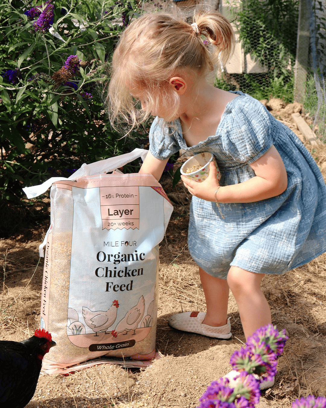 Layer Organic Chicken Feed pellets from Mile Four in a 2-pound bag, designed for healthy laying hens.